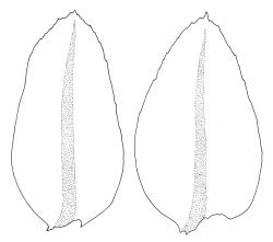Rhizogonium distichum, leaves. Drawn from L. Visch 679, CHR 267027.
 Image: R.C. Wagstaff © Landcare Research 2016 